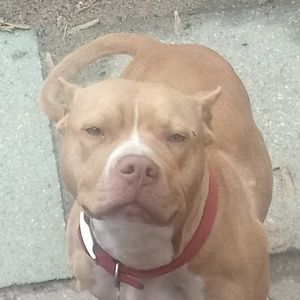 Meet your Posher, Roy